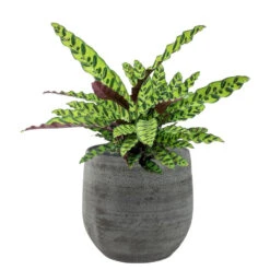 Steege Plantenpot/bloempot - Keramiek - Mystic Grijs - D22 X H20 Cm -Tuin & Buiten 3bfc83a82290409e8d4c03426a78a7f6