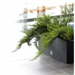 Prosperplast Plantenbak Rato - Antraciet - 72 L - 80 X 33 X 32 Cm 5 Prosperplast Plantenbak Rato - Antraciet - 72 L - 80 X 33 X 32 Cm -Tuin & Buiten 3f0257765a4647c8a154143efaa2d9eb