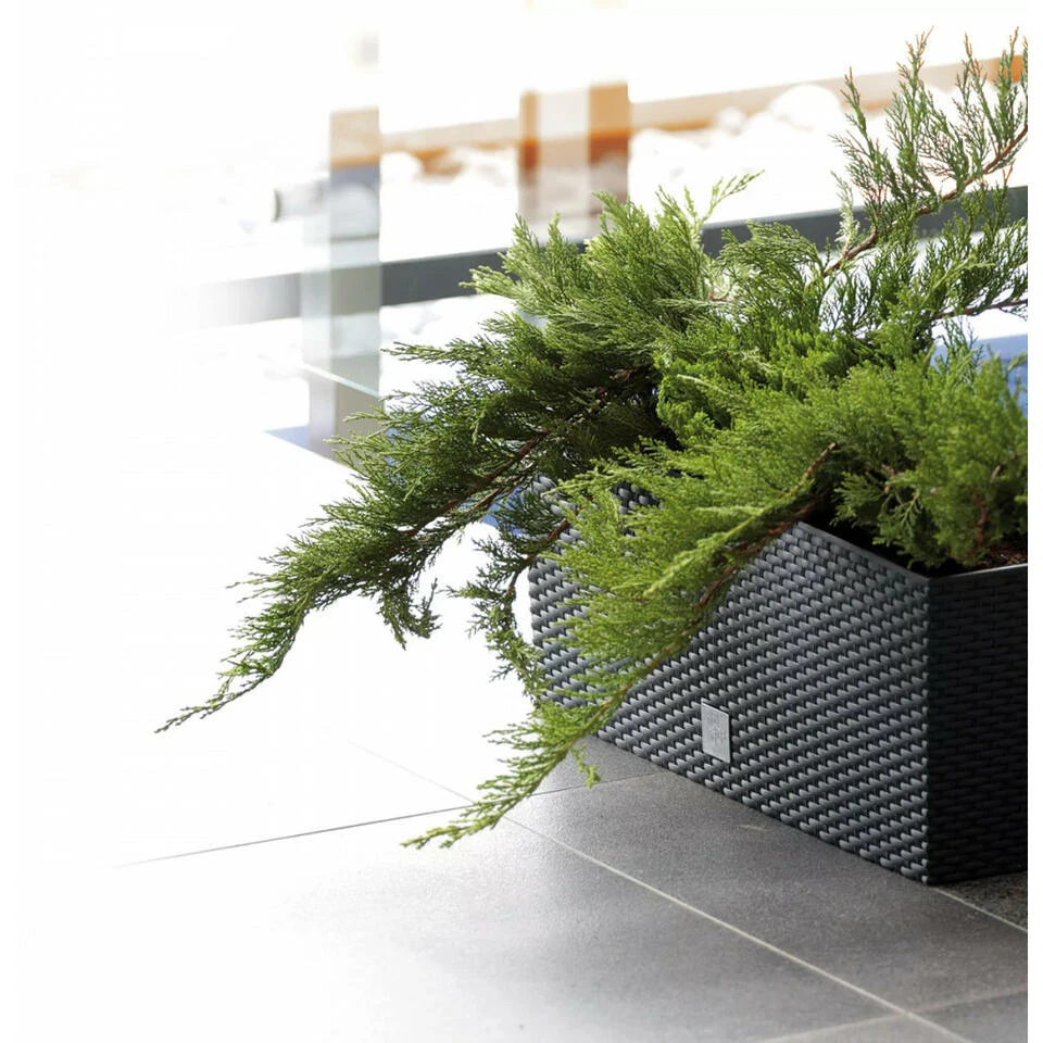 Prosperplast Plantenbak Rato - Antraciet - 72 L - 80 X 33 X 32 Cm 4 Prosperplast Plantenbak Rato - Antraciet - 72 L - 80 X 33 X 32 Cm - Afbeelding 2