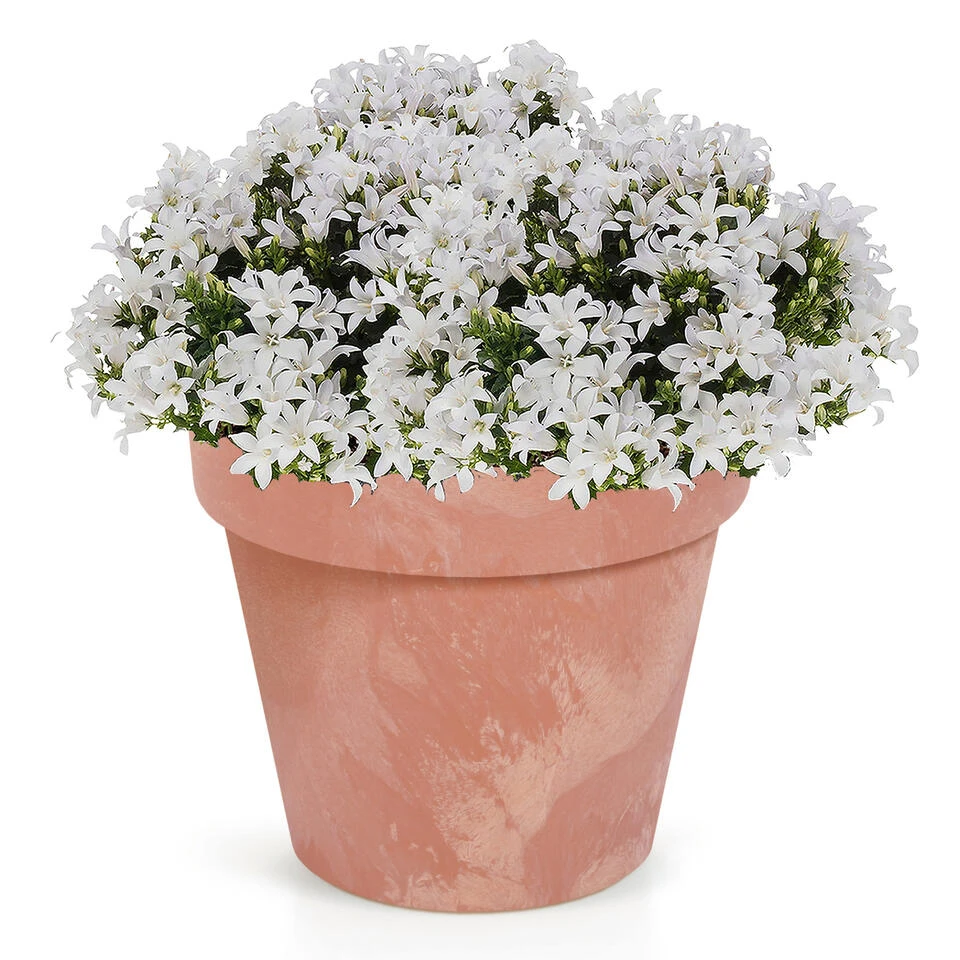 Prosperplast Bloempot - Betonlook - Terracotta - Kunststof - 20 Cm 4 Prosperplast Bloempot - Betonlook - Terracotta - Kunststof - 20 Cm - Afbeelding 2