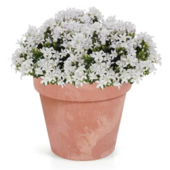 Prosperplast Bloempot - Betonlook - Terracotta - Kunststof - 40 Cm -Tuin & Buiten b0402589b1a546f18bb7a5f1b793c100