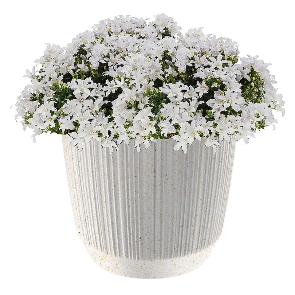 Prosperplast Plantenpot/bloempot - Kunststof - Wit - D19,5 X H17 Cm 4 Prosperplast Plantenpot/bloempot - Kunststof - Wit - D19,5 X H17 Cm - Afbeelding 2