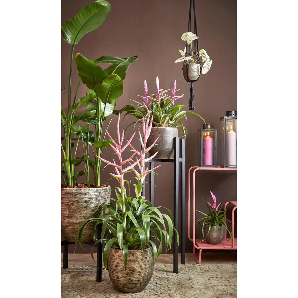 Mica Decorations Plantenpot - Terracotta - Zwart/goud - D16/H14 Cm 4 Mica Decorations Plantenpot - Terracotta - Zwart/goud - D16/H14 Cm - Afbeelding 2